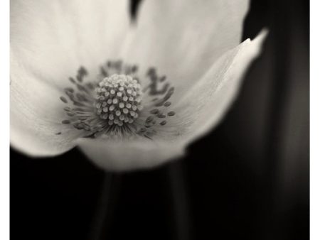 In the Details - Fine Art Photograph Online now