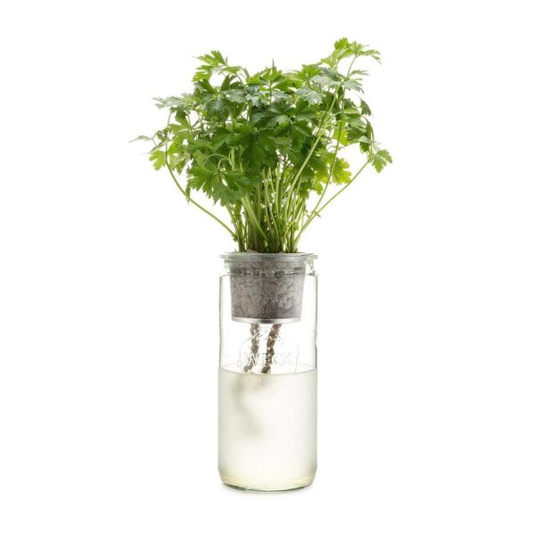 Eco Planter - Parsley For Cheap