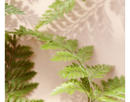 Shadow Fern #2 - Fine Art Photograph For Sale