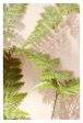 Shadow Fern #2 - Fine Art Photograph For Sale