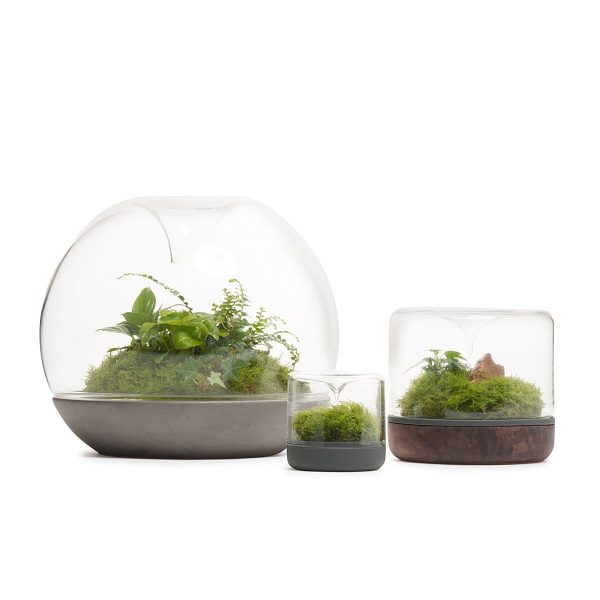 Sanctuary S Rainforest Terrarium - Concrete Fashion