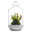 San Jose Terrarium Online Sale