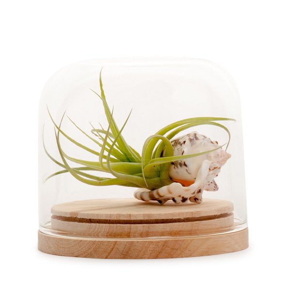 Tillandsia Dome Terrarium For Discount