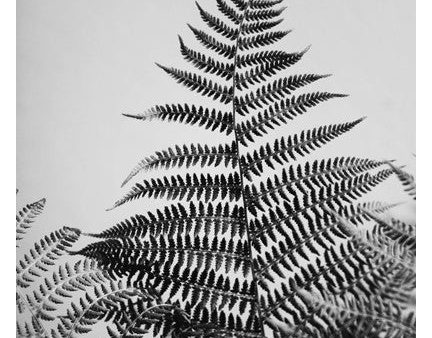 Fern Study In Black & White #2 - Fine Art Photograph Discount