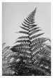 Fern Study In Black & White #2 - Fine Art Photograph Discount