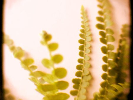 Pink Fern - Fine Art Photograph Discount