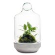 San Jose Terrarium Online Sale