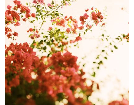 Bougainvillea Morning - Fine Art Photograph For Cheap