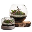 Desertscape Fishbowl Terrarium Discount