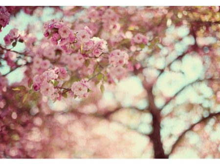 Pretty In Pink - Fine Art Photograph Online Sale