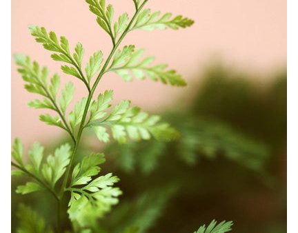 Fern Study On Pink #3 - Fine Art Photograph Fashion