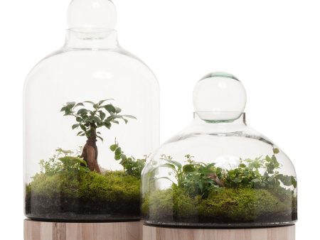 San Jose Wooden Terrarium For Cheap