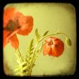 Oriental Poppies - Fine Art Photograph Sale