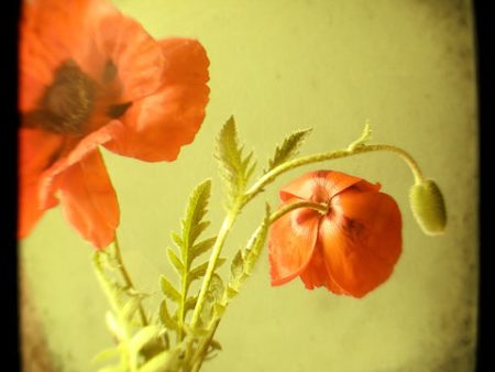 Oriental Poppies - Fine Art Photograph Sale