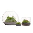 Sanctuary S Rainforest Terrarium - Charcoal Supply