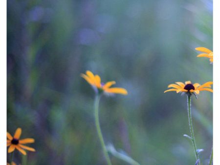 Wild Child 6 - Fine Art Photograph Online Sale