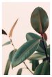 Ficus Elastica #5 -  Fine Art Photograph Supply