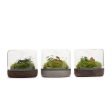 Sanctuary M Rainforest Terrarium - Smoked Oak Online