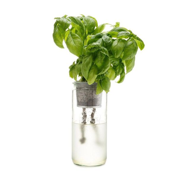 Eco Planter - Basil Hot on Sale