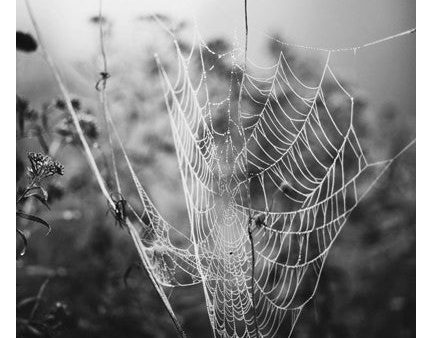 Fog & Web - Fine Art Photograph For Cheap