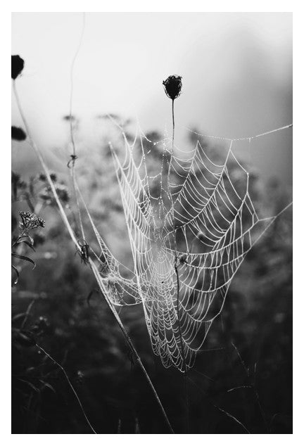 Fog & Web - Fine Art Photograph For Cheap