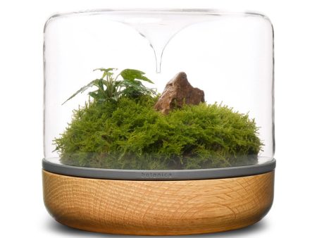 Sanctuary M Rainforest Terrarium - Oak Discount