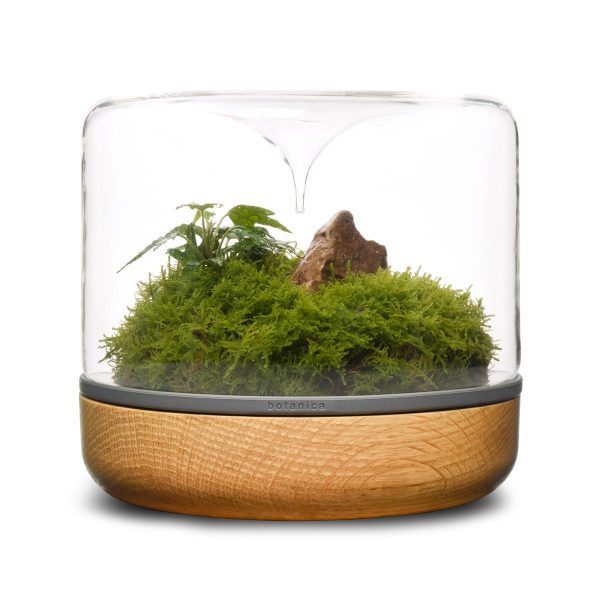 Sanctuary M Rainforest Terrarium - Oak Discount