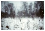 The Lightness of Winter - Fine Art Photograph Sale