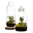 15L Apothecary Terrarium For Discount