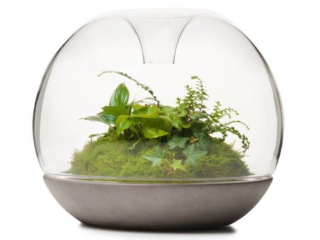 Biodome Rainforest Terrarium - Concrete Fashion