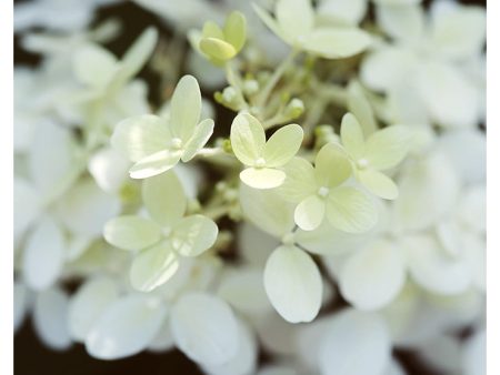 Hydrangea Light - Fine Art Photograph Fashion