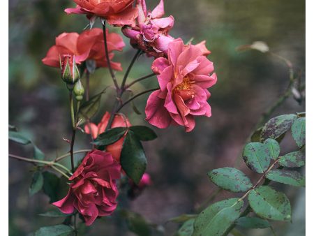 Late Autumn Rose #1 - Fine Art Photograph Sale