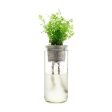 Eco Planter - Cilantro (Coriander) Online Sale