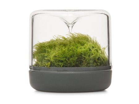 Sanctuary S Rainforest Terrarium - Charcoal Supply