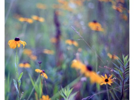 Wild Child 3 - Fine Art Photograph on Sale