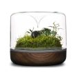 Sanctuary M Rainforest Terrarium - Smoked Oak Online