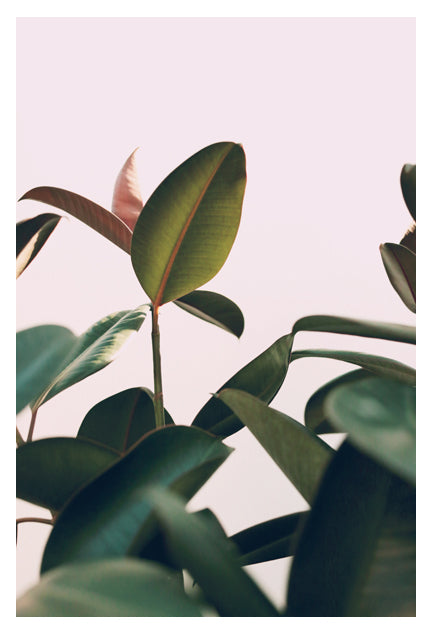 Ficus Elastica #6 -  Fine Art Photograph on Sale