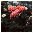 Late Autumn Rose #3 - Fine Art Photograph For Sale