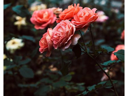 Late Autumn Rose #3 - Fine Art Photograph For Sale