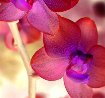 Orchid Light - Fine Art Photograph Fashion