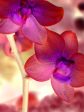 Orchid Light - Fine Art Photograph Fashion