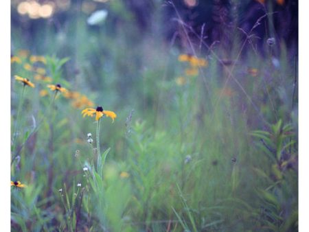 Wild Child 5 - Fine Art Photograph Online Sale