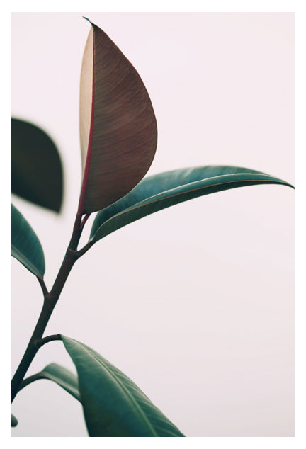 Ficus Elastica #7 -  Fine Art Photograph Cheap