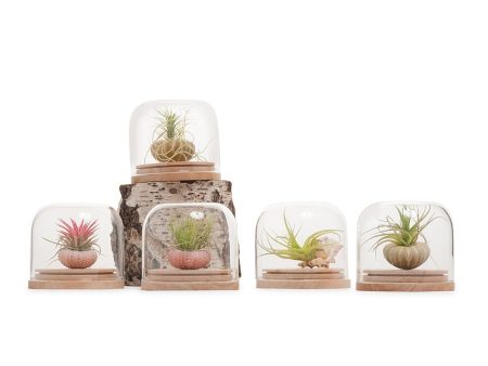 Tillandsia Dome Terrarium For Discount