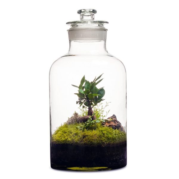 15L Apothecary Terrarium For Discount