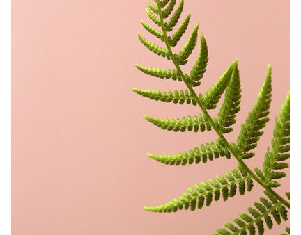 Fern Study On Pink #2 - Fine Art Photograph Online Hot Sale