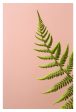 Fern Study On Pink #2 - Fine Art Photograph Online Hot Sale