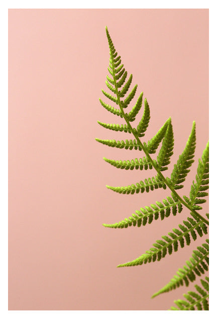 Fern Study On Pink #2 - Fine Art Photograph Online Hot Sale