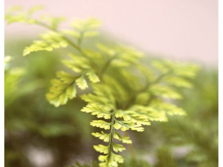 Fern Study On Pink #4 - Fine Art Photograph For Sale