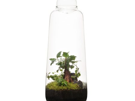 Tall Capsule Terrarium Hot on Sale